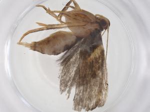  ( - CBG-A36376-A05)  @11 [ ] CreativeCommons - Attribution Share - Alike (2024) Centre for Biodiversity Genomics Centre for Biodiversity Genomics