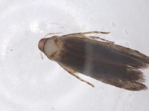  ( - CBG-A37639-A08)  @11 [ ] CreativeCommons - Attribution Share - Alike (2024) Centre for Biodiversity Genomics Centre for Biodiversity Genomics