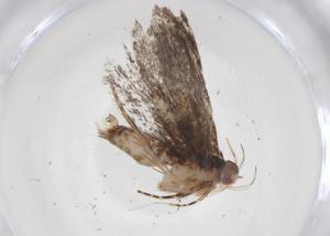  ( - CBG-A37651-B05)  @11 [ ] CreativeCommons - Attribution Share - Alike (2024) Centre for Biodiversity Genomics Centre for Biodiversity Genomics