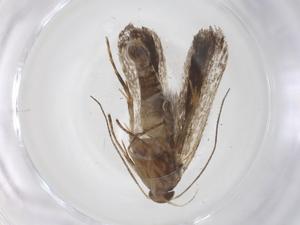  ( - CBG-A37657-A06)  @11 [ ] CreativeCommons - Attribution Share - Alike (2024) Centre for Biodiversity Genomics Centre for Biodiversity Genomics