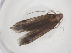  ( - CBG-A37726-A11)  @11 [ ] CreativeCommons - Attribution Share - Alike (2024) Centre for Biodiversity Genomics Centre for Biodiversity Genomics