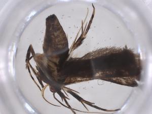  ( - CBG-A37742-C04)  @11 [ ] CreativeCommons - Attribution Share - Alike (2024) Centre for Biodiversity Genomics Centre for Biodiversity Genomics