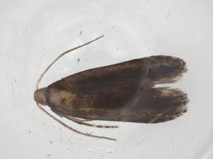  ( - CBG-A37786-D10)  @11 [ ] CreativeCommons - Attribution Share - Alike (2024) Centre for Biodiversity Genomics Centre for Biodiversity Genomics