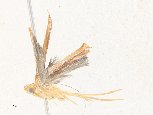  ( - CBG-A38421-C01)  @11 [ ] CreativeCommons - Attribution Share - Alike (2024) CBG Photography Group Centre for Biodiversity Genomics