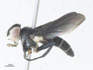  (tachMalaise01 Malaise9832 - CBG-A38422-F11)  @11 [ ] CreativeCommons - Attribution Share - Alike (2024) CBG Photography Group Centre for Biodiversity Genomics