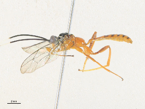  ( - CBG-A38423-G02)  @11 [ ] CreativeCommons - Attribution Share - Alike (2024) CBG Photography Group Centre for Biodiversity Genomics