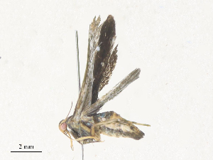  ( - CBG-A38515-C06)  @11 [ ] CreativeCommons - Attribution Share - Alike (2024) CBG Photography Group Centre for Biodiversity Genomics