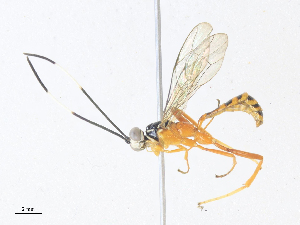  ( - CBG-A38515-F10)  @11 [ ] CreativeCommons - Attribution Share - Alike (2024) CBG Photography Group Centre for Biodiversity Genomics