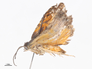  (HilarographaMalaise0414 - CBG-A38516-E01)  @11 [ ] CreativeCommons - Attribution Share - Alike (2024) CBG Photography Group Centre for Biodiversity Genomics