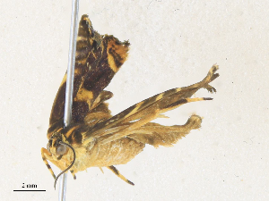  (Hilarographa Malaise4526 - CBG-A38517-E05)  @11 [ ] CreativeCommons - Attribution Share - Alike (2024) CBG Photography Group Centre for Biodiversity Genomics