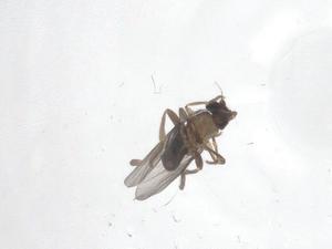  ( - CBG-A39322-H08)  @11 [ ] CreativeCommons - Attribution Share - Alike (2024) Centre for Biodiversity Genomics Centre for Biodiversity Genomics