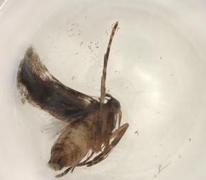  ( - BIOUG97046-A02)  @11 [ ] CreativeCommons - Attribution (2023) Centre for Biodiversity Genomics Centre for Biodiversity Genomics