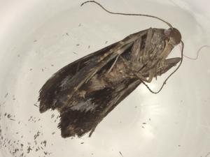  ( - BIOUG97046-A08)  @11 [ ] CreativeCommons - Attribution (2023) Centre for Biodiversity Genomics Centre for Biodiversity Genomics