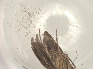  (gelMalaise01 Malaise5138 - BIOUG97046-E02)  @11 [ ] CreativeCommons - Attribution (2023) Centre for Biodiversity Genomics Centre for Biodiversity Genomics