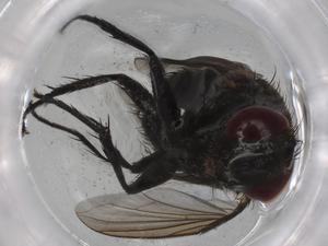  (Lixophaga Malaise7188 - BIOUG97068-B12)  @11 [ ] CreativeCommons - Attribution (2023) Centre for Biodiversity Genomics Centre for Biodiversity Genomics