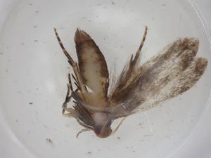  ( - BIOUG97103-A10)  @11 [ ] CreativeCommons - Attribution (2023) Centre for Biodiversity Genomics Centre for Biodiversity Genomics