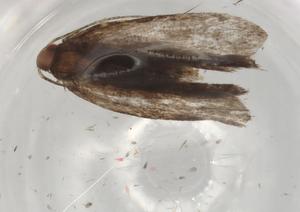  (gelMalaise01 Malaise1361 - BIOUG97219-G09)  @11 [ ] CreativeCommons - Attribution (2023) Centre for Biodiversity Genomics Centre for Biodiversity Genomics