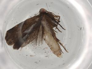  (gelMalaise01 Malaise0934 - BIOUG97219-H08)  @11 [ ] CreativeCommons - Attribution (2023) Centre for Biodiversity Genomics Centre for Biodiversity Genomics