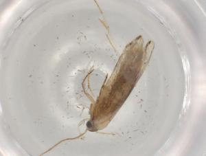  ( - BIOUG97280-D09)  @11 [ ] CreativeCommons - Attribution (2023) Centre for Biodiversity Genomics Centre for Biodiversity Genomics