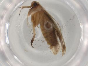  ( - BIOUG97280-G06)  @11 [ ] CreativeCommons - Attribution (2023) Centre for Biodiversity Genomics Centre for Biodiversity Genomics