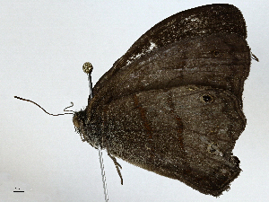  ( - BIOUG97740-E11)  @11 [ ] CreativeCommons - Attribution (2023) CBG Photography Group Centre for Biodiversity Genomics