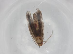  ( - BIOUG98488-C02)  @11 [ ] CreativeCommons - Attribution (2023) Centre for Biodiversity Genomics Centre for Biodiversity Genomics