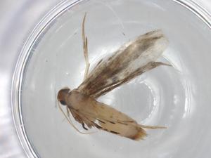  ( - CBG-A00184-H01)  @11 [ ] CreativeCommons - Attribution (2023) Centre for Biodiversity Genomics Centre for Biodiversity Genomics