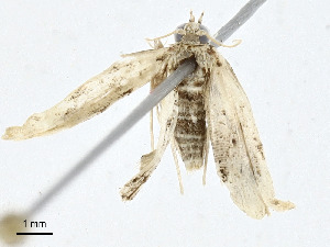  ( - CBG-A00288-E06)  @11 [ ] CreativeCommons - Attribution (2023) CBG Photography Group Centre for Biodiversity Genomics