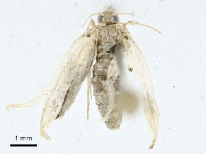  ( - CBG-A00288-E09)  @11 [ ] CreativeCommons - Attribution (2023) CBG Photography Group Centre for Biodiversity Genomics