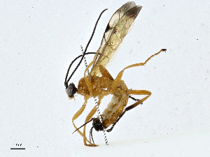  (Polysphincta Malaise6367 - CBG-A00354-E11)  @11 [ ] CreativeCommons - Attribution (2023) CBG Photography Group Centre for Biodiversity Genomics