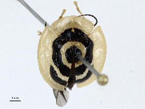  ( - CBG-A00357-B12)  @11 [ ] CreativeCommons - Attribution (2023) CBG Photography Group Centre for Biodiversity Genomics