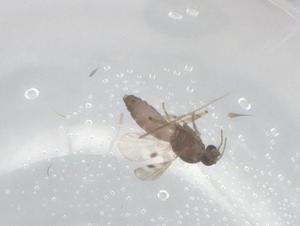  ( - CBG-A00577-D06)  @11 [ ] CreativeCommons - Attribution (2023) Centre for Biodiversity Genomics Centre for Biodiversity Genomics