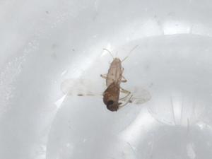  ( - CBG-A00581-D01)  @11 [ ] CreativeCommons - Attribution (2023) Centre for Biodiversity Genomics Centre for Biodiversity Genomics