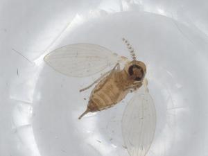  ( - CBG-A00584-E05)  @11 [ ] CreativeCommons - Attribution (2023) Centre for Biodiversity Genomics Centre for Biodiversity Genomics