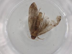  ( - CBG-A00603-B01)  @11 [ ] CreativeCommons - Attribution (2023) Centre for Biodiversity Genomics Centre for Biodiversity Genomics