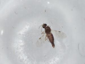  ( - CBG-A00606-E02)  @11 [ ] CreativeCommons - Attribution (2023) Centre for Biodiversity Genomics Centre for Biodiversity Genomics