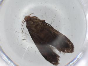  ( - CBG-A00640-G11)  @11 [ ] CreativeCommons - Attribution (2023) Centre for Biodiversity Genomics Centre for Biodiversity Genomics