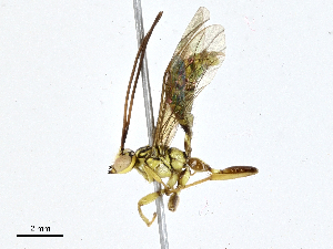  ( - CBG-A01233-C03)  @11 [ ] CreativeCommons - Attribution (2023) CBG Photography Group Centre for Biodiversity Genomics