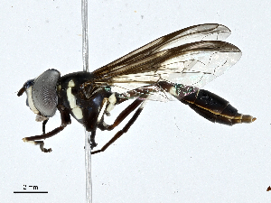  ( - CBG-A01233-G10)  @11 [ ] CreativeCommons - Attribution (2023) CBG Photography Group Centre for Biodiversity Genomics