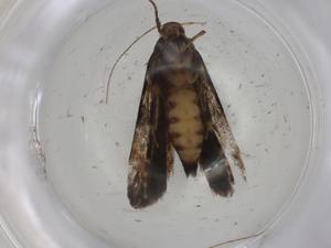  ( - CBG-A01400-A06)  @11 [ ] CreativeCommons - Attribution (2023) Centre for Biodiversity Genomics Centre for Biodiversity Genomics