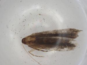  ( - CBG-A01400-B11)  @11 [ ] CreativeCommons - Attribution (2023) Centre for Biodiversity Genomics Centre for Biodiversity Genomics