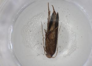  ( - CBG-A01400-C05)  @11 [ ] CreativeCommons - Attribution (2023) Centre for Biodiversity Genomics Centre for Biodiversity Genomics