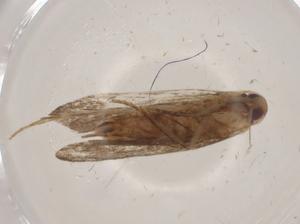  ( - CBG-A01671-F02)  @11 [ ] CreativeCommons - Attribution (2023) Centre for Biodiversity Genomics Centre for Biodiversity Genomics