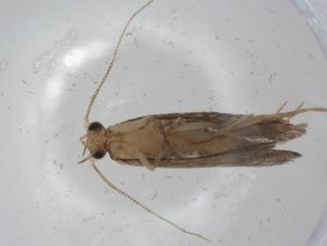  ( - CBG-A01688-C09)  @11 [ ] CreativeCommons - Attribution (2023) Centre for Biodiversity Genomics Centre for Biodiversity Genomics