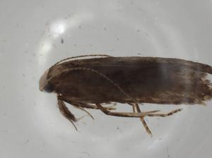  ( - CBG-A01688-H02)  @11 [ ] CreativeCommons - Attribution (2023) Centre for Biodiversity Genomics Centre for Biodiversity Genomics