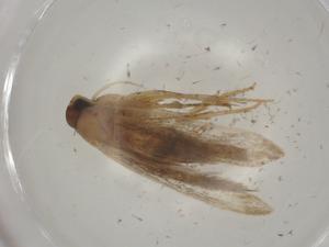  ( - CBG-A01708-F07)  @11 [ ] CreativeCommons - Attribution (2023) Centre for Biodiversity Genomics Centre for Biodiversity Genomics