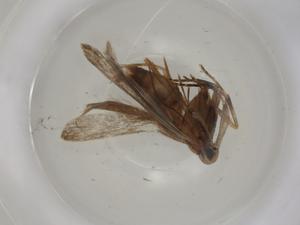  ( - CBG-A01709-A03)  @11 [ ] CreativeCommons - Attribution (2023) Centre for Biodiversity Genomics Centre for Biodiversity Genomics