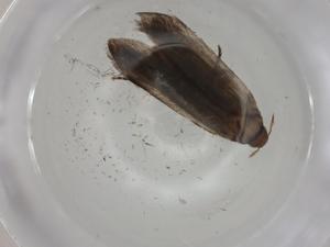  ( - CBG-A01709-C10)  @11 [ ] CreativeCommons - Attribution (2023) Centre for Biodiversity Genomics Centre for Biodiversity Genomics