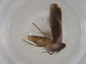  (geleBioLep01 BioLep8752 - CBG-A01709-D06)  @11 [ ] CreativeCommons - Attribution (2023) Centre for Biodiversity Genomics Centre for Biodiversity Genomics