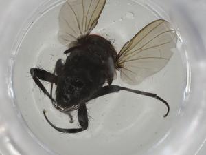  ( - CBG-A01725-B01)  @11 [ ] CreativeCommons - Attribution (2023) Centre for Biodiversity Genomics Centre for Biodiversity Genomics